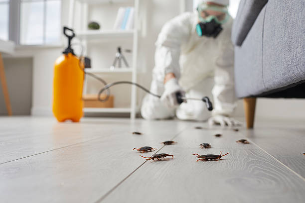 Post-Treatment Bed Bug Interceptor Monitoring in Despard